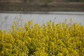 영산강 유채꽃