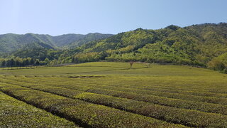 보성군 대한다원 제2농장