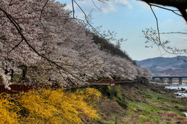 구례섬진강벚꽃