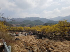 구례 산수유꽃