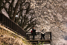 구례섬진강벚꽃