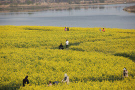 영산강 유채꽃