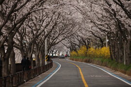 구례섬진강벚꽃