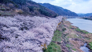 구례섬진강벚꽃