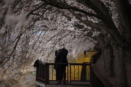 구례섬진강벚꽃