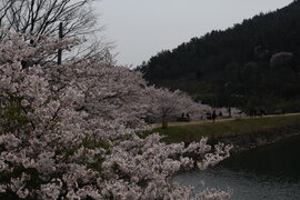 한수제 벚꽃