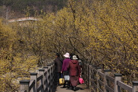 구례 산수유꽃