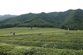 보성군 대한다원 제2농장