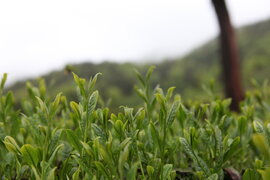 보성군 대한다원 제2농장