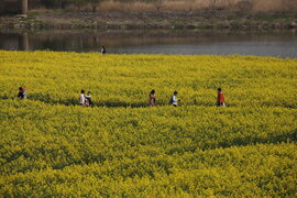영산강 유채꽃