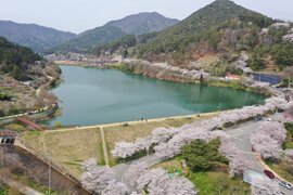 한수제 벚꽃