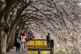 구례섬진강벚꽃