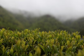 보성군 대한다원 제2농장