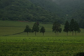보성군 대한다원 제2농장