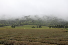보성군 대한다원 제2농장