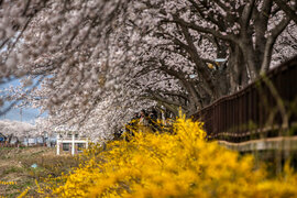 구례섬진강벚꽃