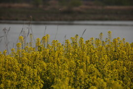 영산강 유채꽃