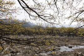 구례 산수유꽃