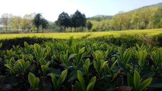 보성군 대한다원 제2농장