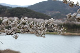 구례섬진강벚꽃