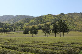 보성군 대한다원 제2농장