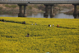 영산강 유채꽃