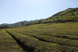 보성군 대한다원 제2농장