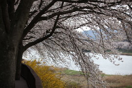 구례섬진강벚꽃