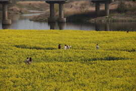 영산강 유채꽃