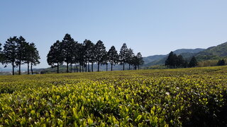 보성군 대한다원 제2농장