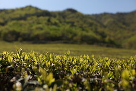 보성군 대한다원 제2농장