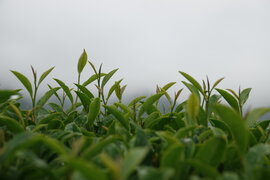 보성군 대한다원 제2농장